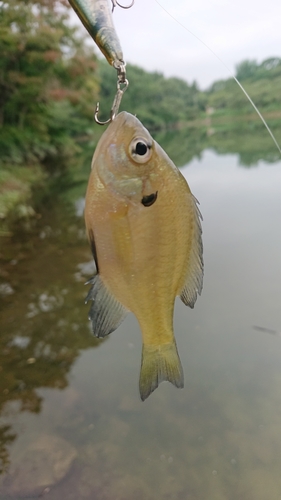 ブルーギルの釣果