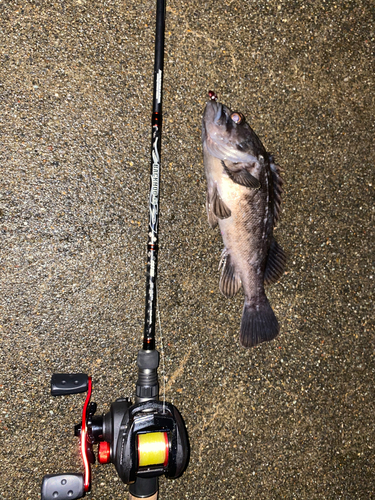 クロソイの釣果