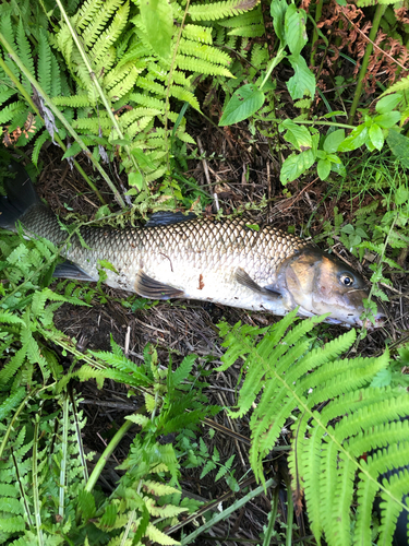 ニゴイの釣果