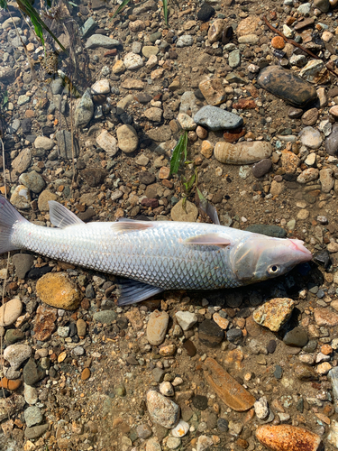 ニゴイの釣果