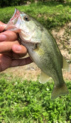 ブラックバスの釣果