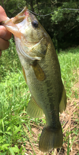 ラージマウスバスの釣果