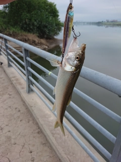 ハスの釣果