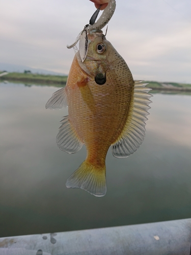 ブルーギルの釣果