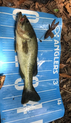 ブラックバスの釣果