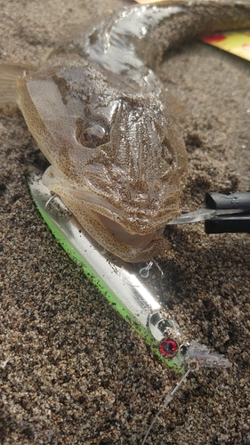 マゴチの釣果