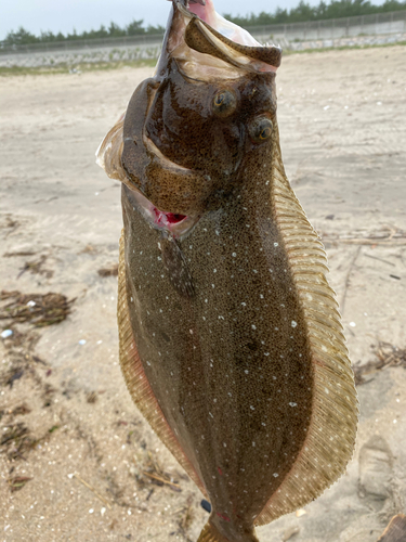 ヒラメの釣果