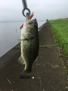 ラージマウスバスの釣果