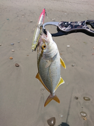 ショゴの釣果