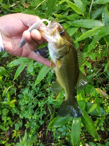 ラージマウスバスの釣果