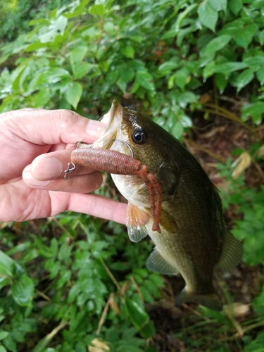 ラージマウスバスの釣果