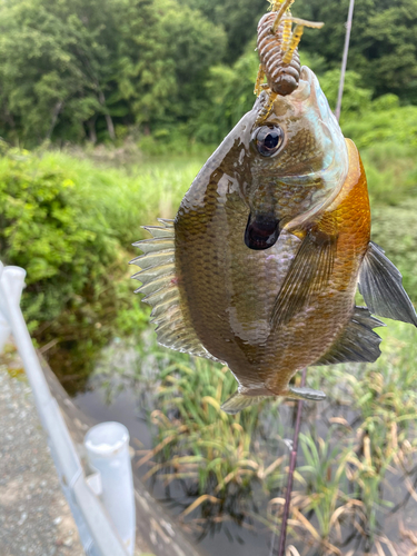 ブラックバスの釣果