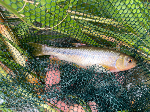 カワムツの釣果