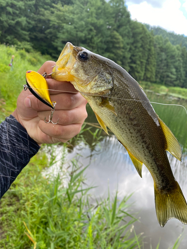 ブラックバスの釣果