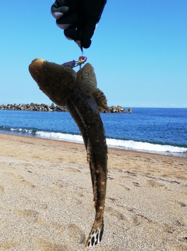 マゴチの釣果