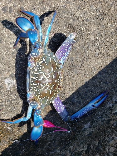 カニの釣果