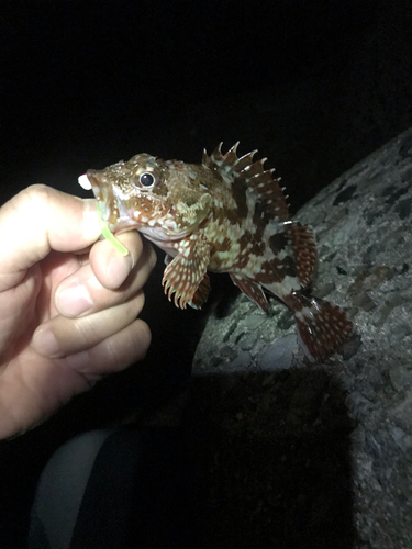 カサゴの釣果