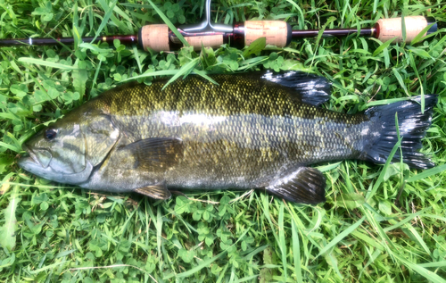 スモールマウスバスの釣果