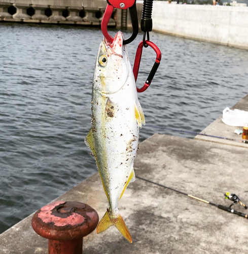 ツバスの釣果