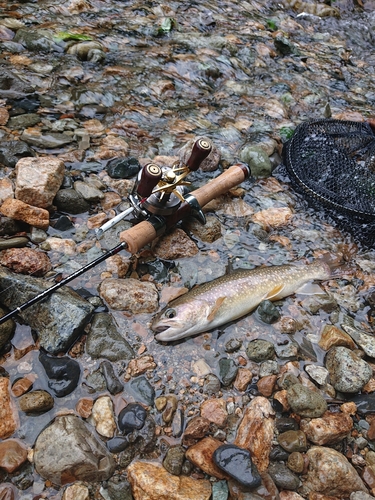 イワナの釣果