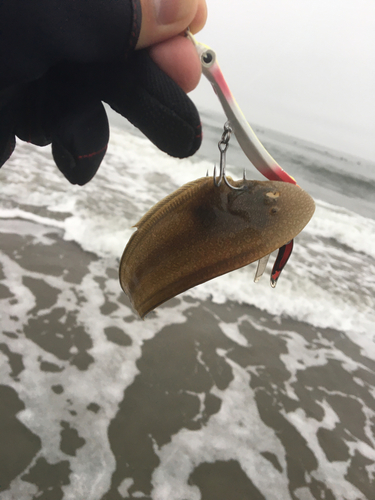 シタビラメの釣果