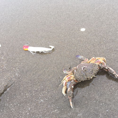 カニの釣果