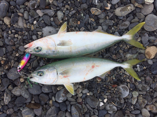 ツバスの釣果