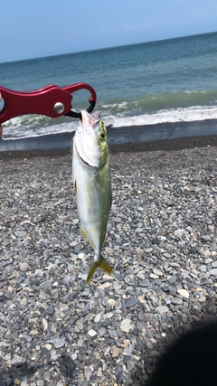 ワカナゴの釣果