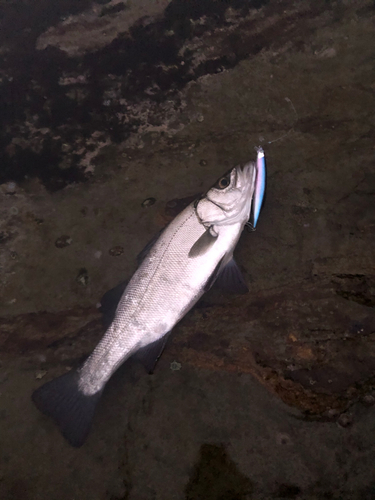 ヒラスズキの釣果