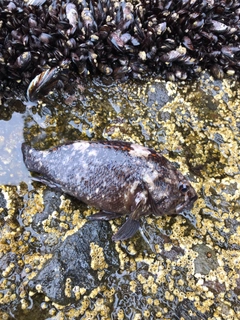 オウゴンムラソイの釣果