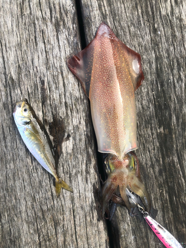 ケンサキイカの釣果