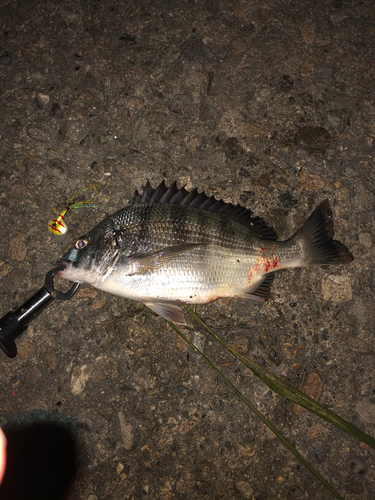 チヌの釣果