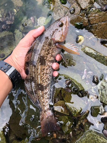 アイナメの釣果