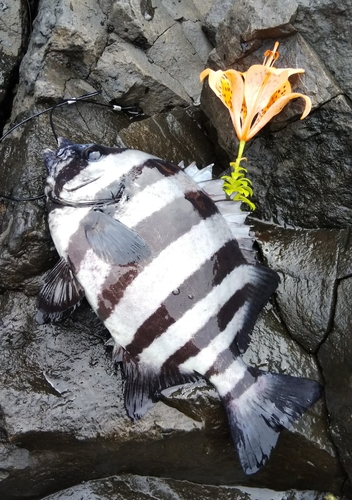 イシダイの釣果