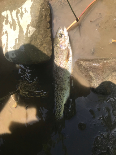 ニジマスの釣果