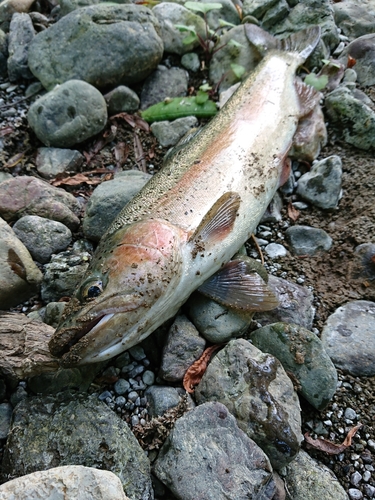 ニジマスの釣果