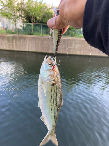 コノシロの釣果