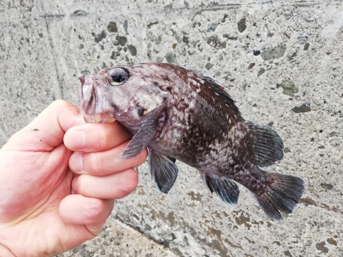 マゾイの釣果