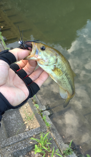 ブラックバスの釣果