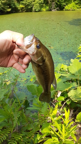 ブラックバスの釣果