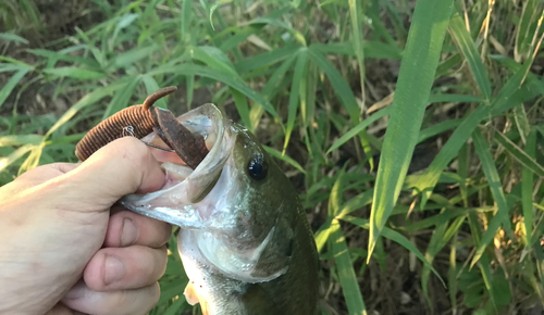 ブラックバスの釣果