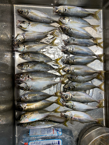 アジの釣果