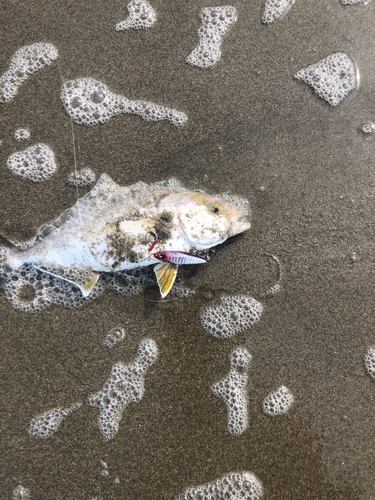 ショゴの釣果