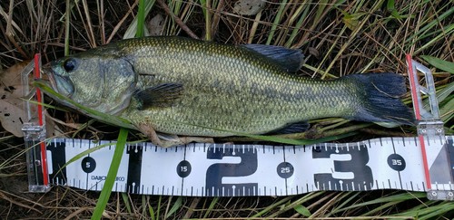 ブラックバスの釣果