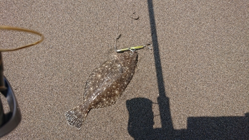 ソゲの釣果