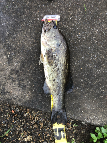 ラージマウスバスの釣果