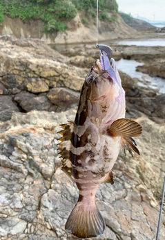 クエの釣果