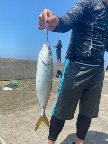 ブリの釣果