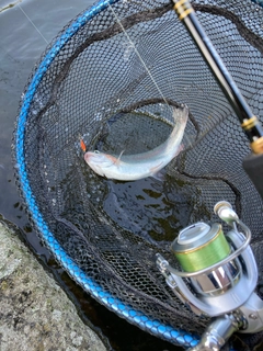 ニジマスの釣果