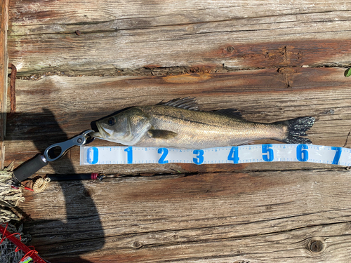 シーバスの釣果